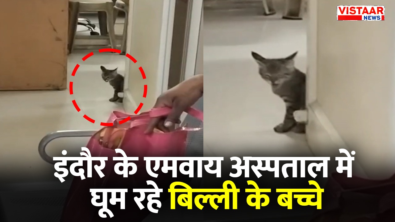 Kittens roaming around at Indore's MY Hospital.