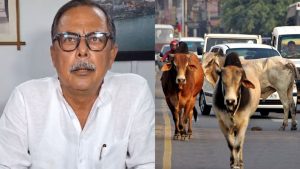 Congress MLA Ajay Singh raised the issue of destitute cattle
