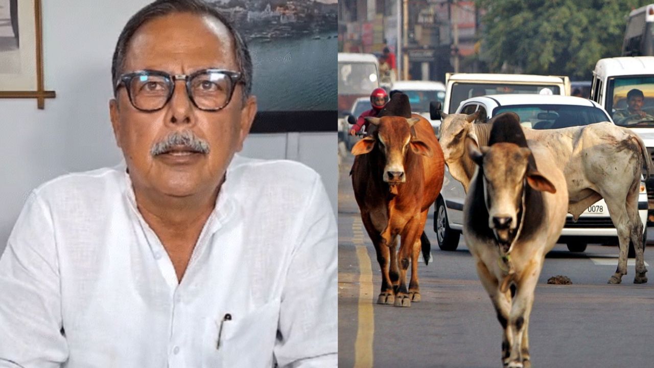 Congress MLA Ajay Singh raised the issue of destitute cattle