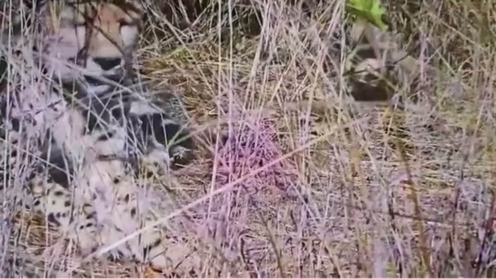 female cheetah Asha gives birth