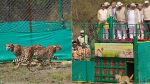 leopards released into the coves