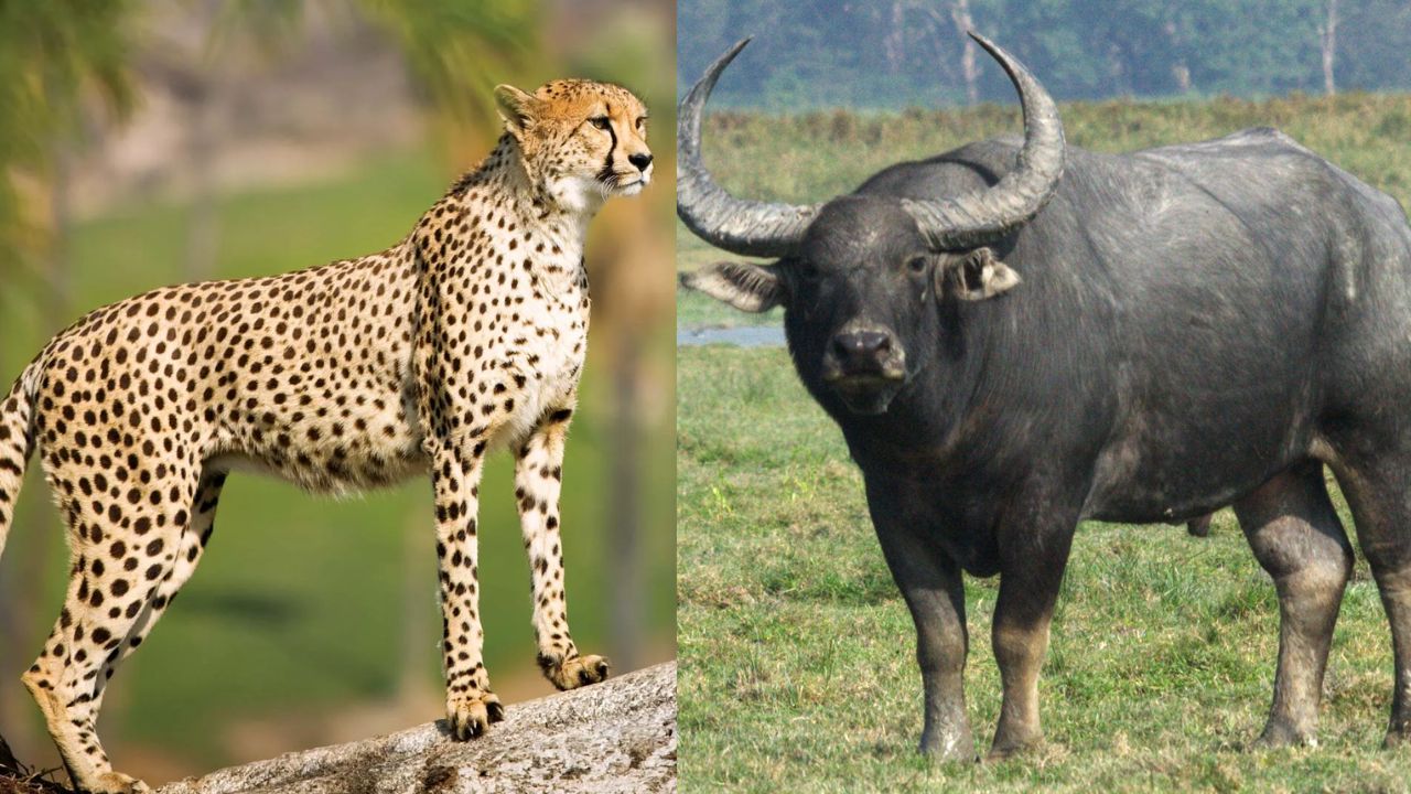 8 cheetahs will be brought from Botswana to Madhya pradesh on February 28