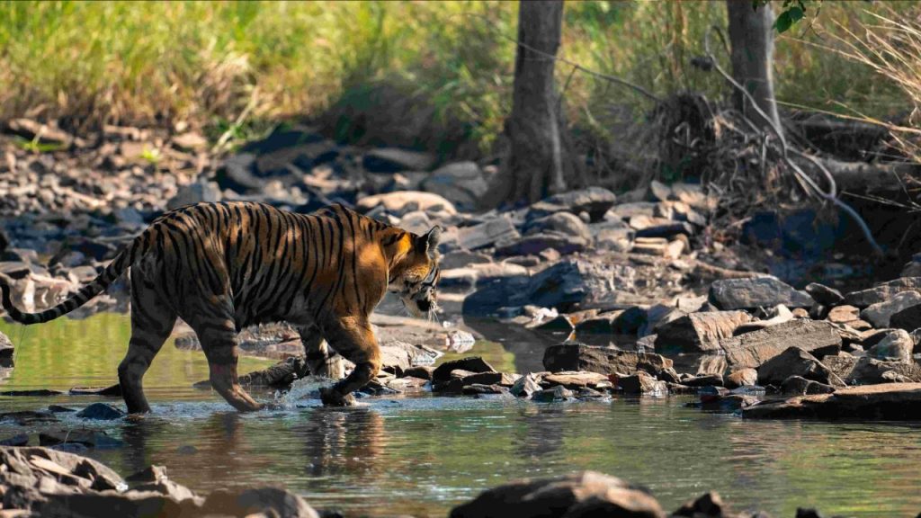 panna national park
