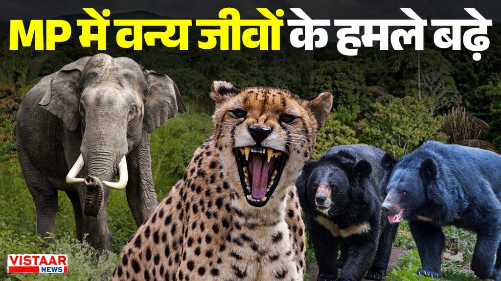 Wild animal attacks have increased in MP.