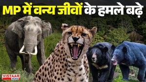 Wild animal attacks have increased in MP.