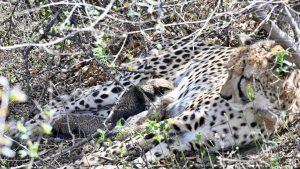 sheopur 0kuno national park female cheetah gamini gave birth 4 cubs