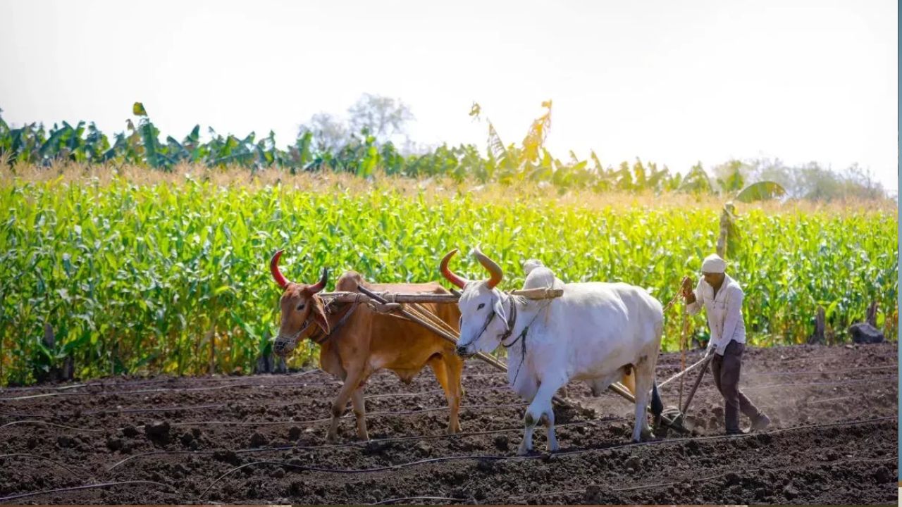 kisan