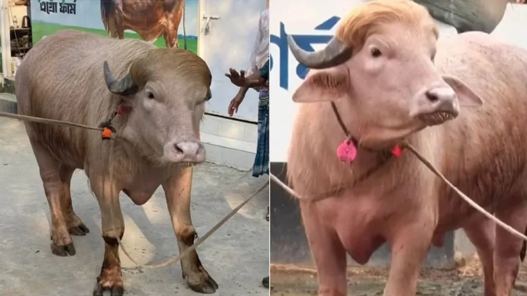 भैंसों की जोड़ी वायरल