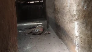 After the attack, the tiger hiding in the house has been rescued.