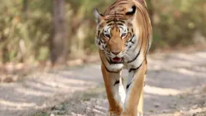 MP Tiger Reserves Closed 2026