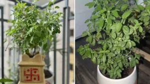 Tulsi Vastu Tips