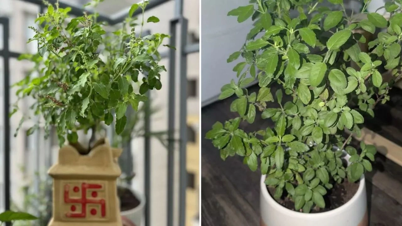 Tulsi Vastu Tips