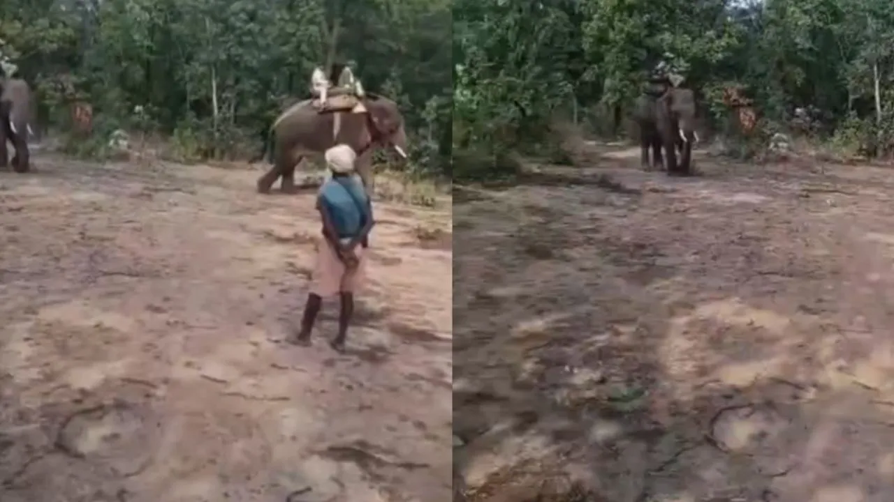 In Umaria, an elephant had to be called to drive away the tiger.
