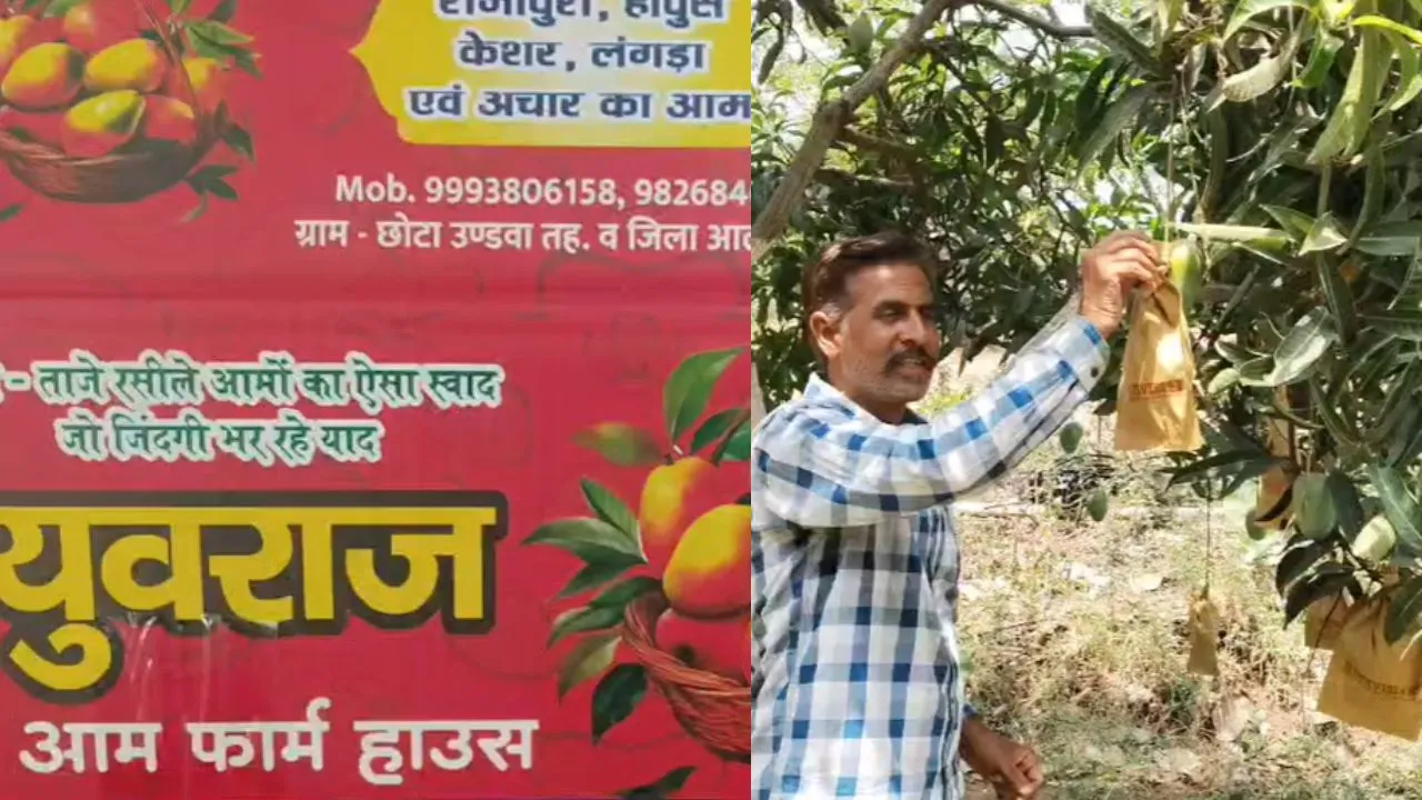 Mango trees in Alirajpur are generating earnings worth lakhs.