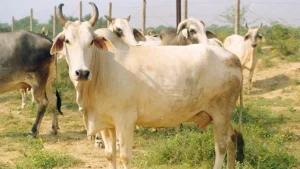 cow