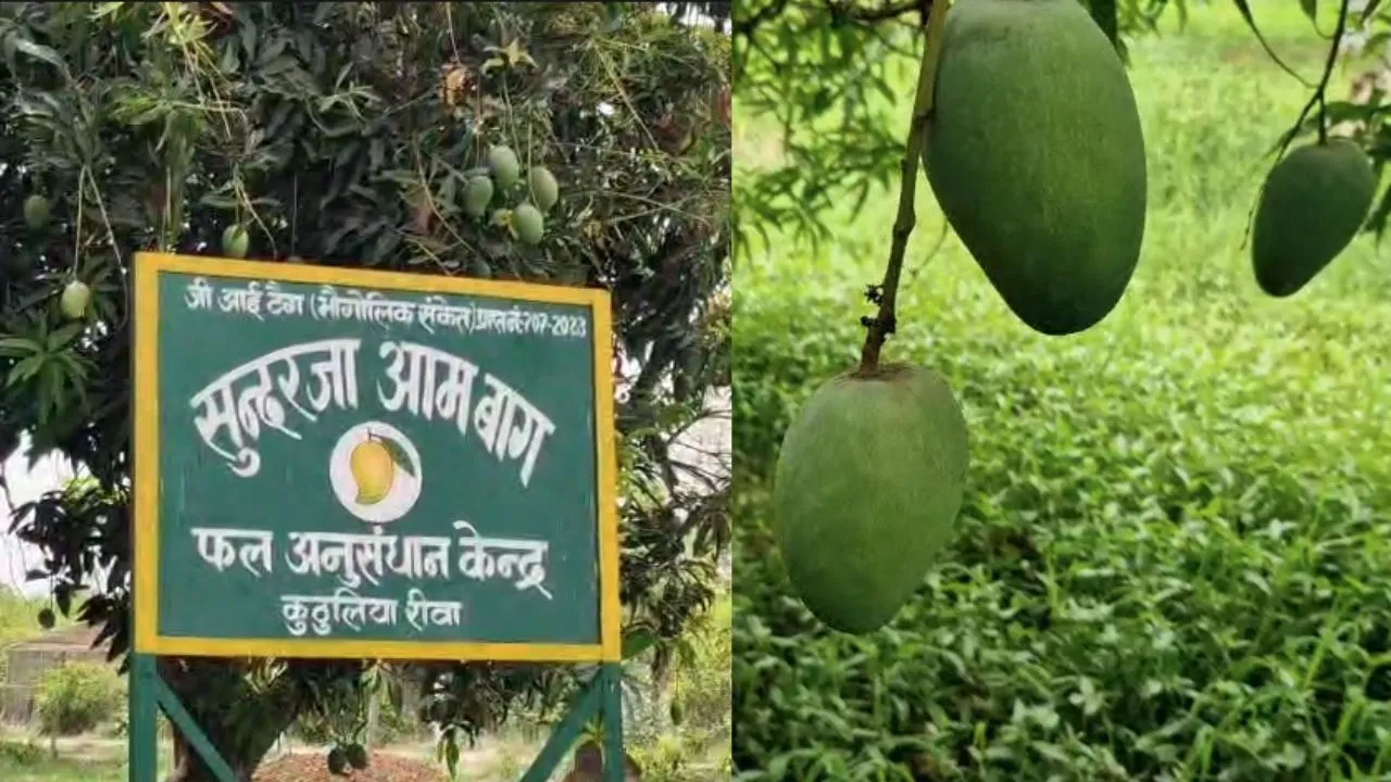 Rewa world famous sundarja mangoes consignment will be sent to Abu Dhabi