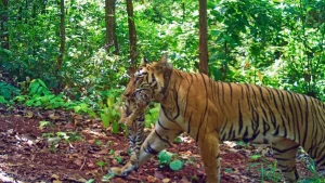 mp 10 national parks and tiger reserve will be closed for three months starting 1 july 2026