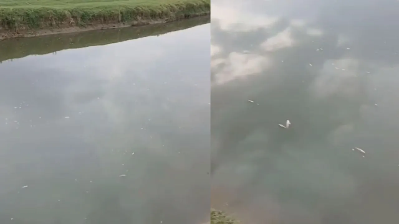Thousands of dead fish strewn across the Kwari River.