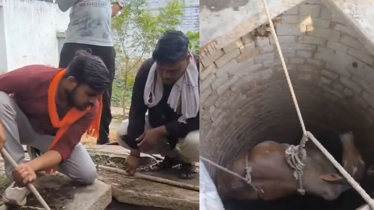 Cow rescuers pulled the cow out of the well.