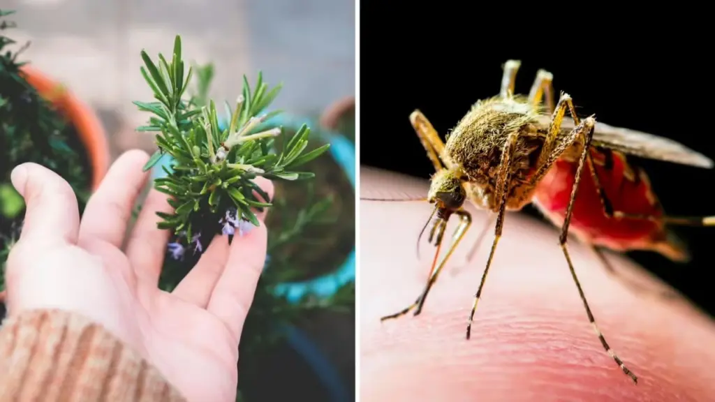 Mosquito Repellent Plants