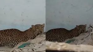 Leopard entered a house in Barwani.
