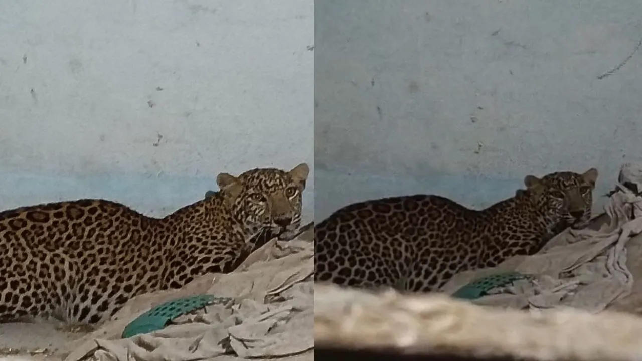 Leopard entered a house in Barwani.