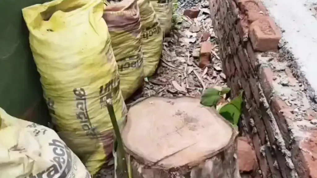 Thieves cut down and stole a sandalwood tree from the ranger's bungalow in Umaria.