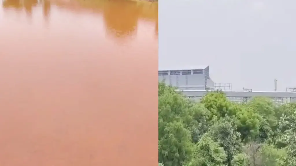 10,000 fish die due to chemical-laced water in Niwari.