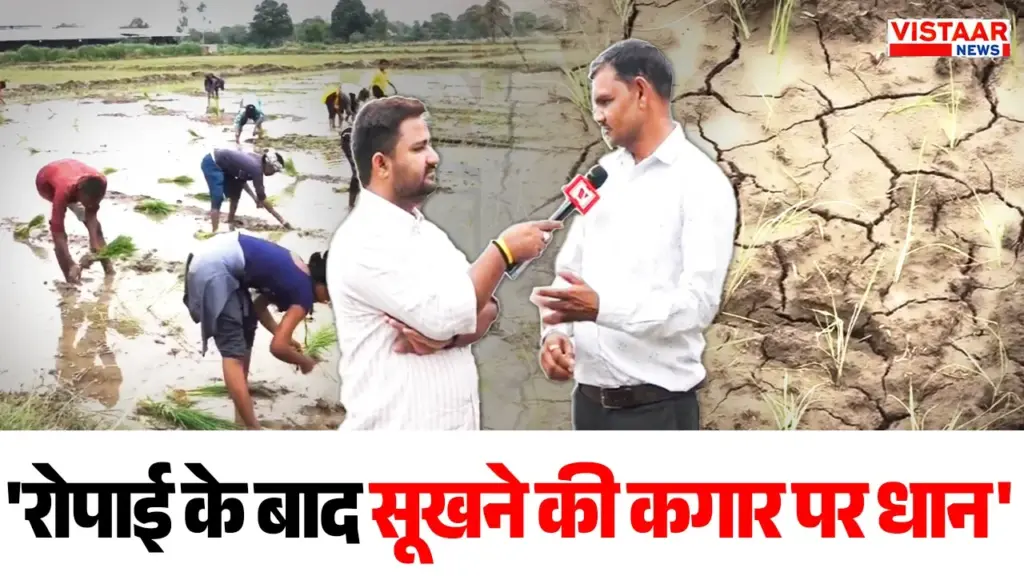 Less rainfall after transplantation in MP has increased the worries of farmers.