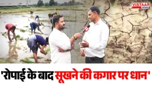 Less rainfall after transplantation in MP has increased the worries of farmers.