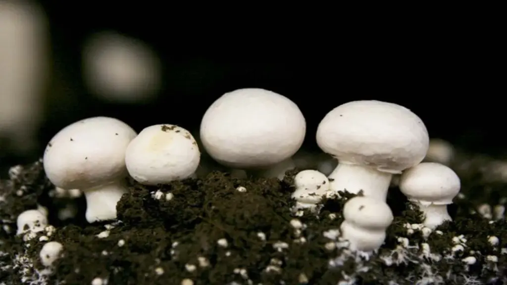 Balrampur nine members of the same family fall ill after eating mushrooms