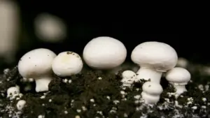 Balrampur nine members of the same family fall ill after eating mushrooms