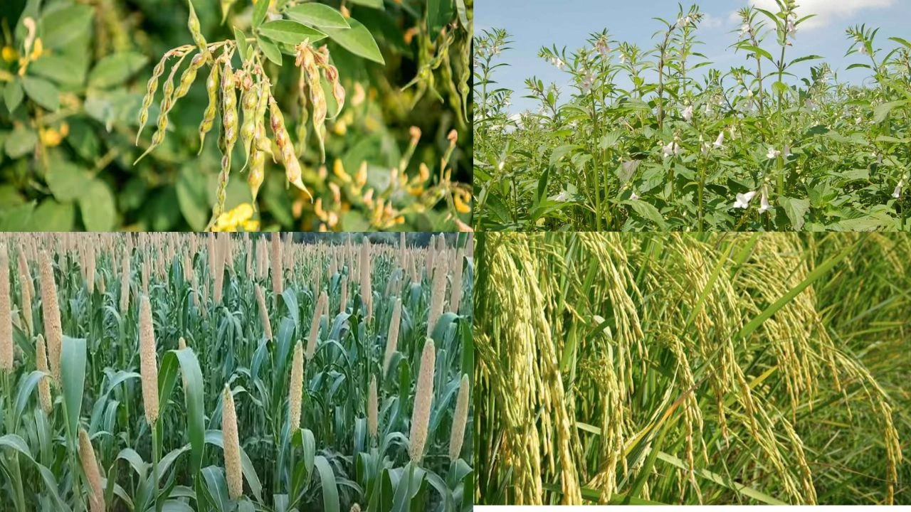 crops