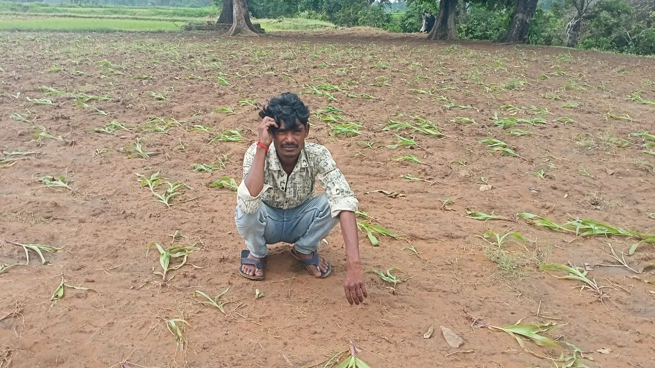 damoh excessive rainfall destroyed maize crop across 20 acres farmers have demanded compensation