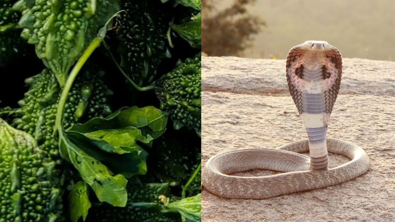 bilaspur cobra snake bite youth weekly sabji market video viral