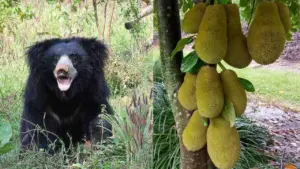 korba bear falls into well while eating jackfruit 15 hours rescue operation forest department