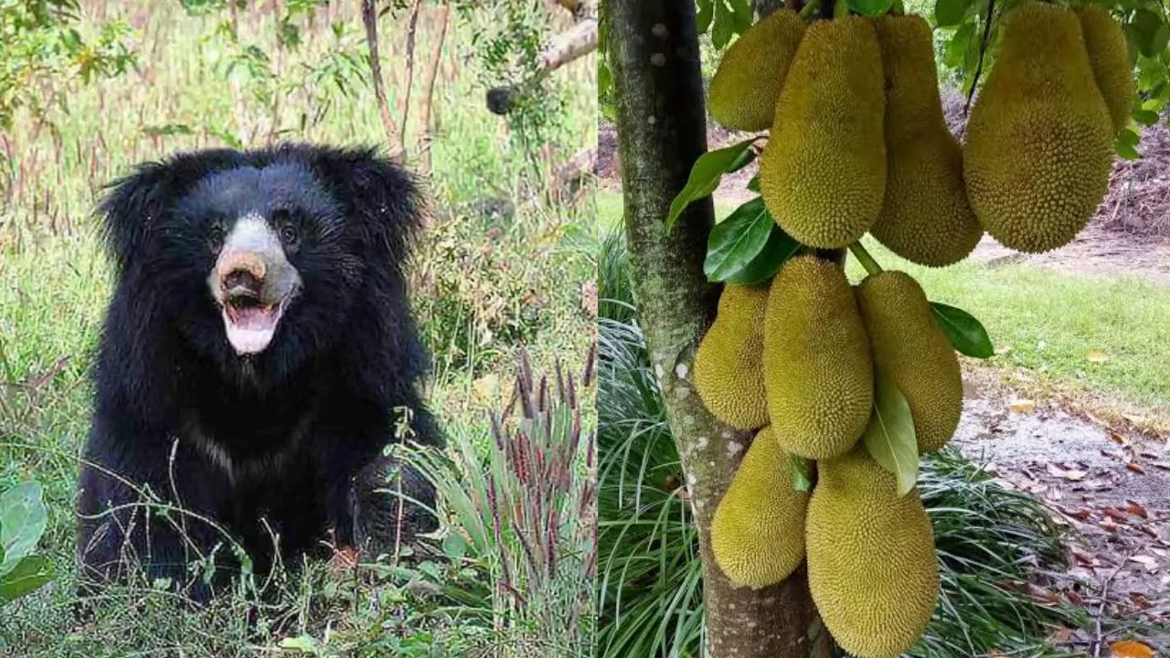 korba bear falls into well while eating jackfruit 15 hours rescue operation forest department