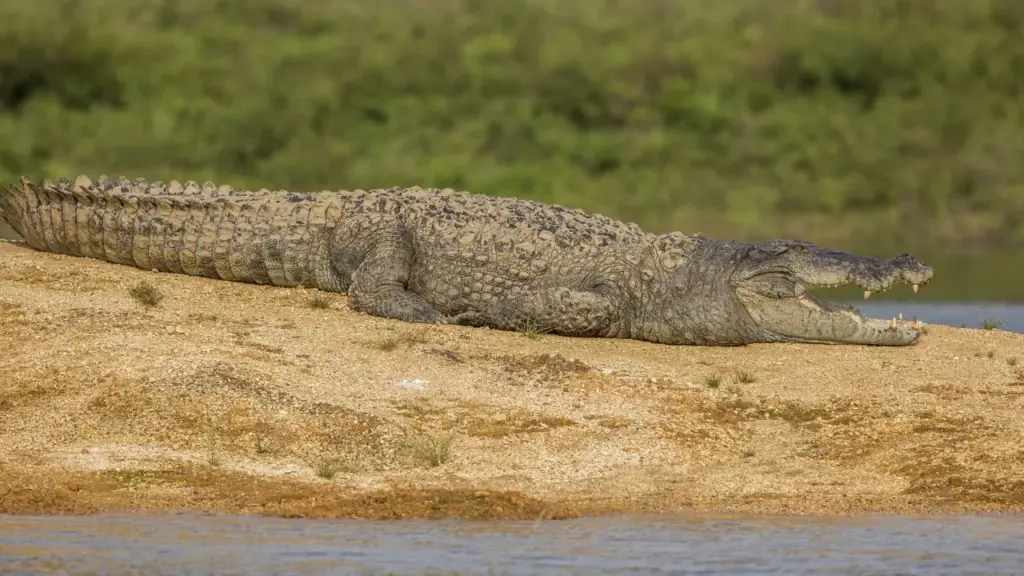 surajpur crocodile rumors ai image viral forest department team action police arrested accused