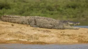 surajpur crocodile rumors ai image viral forest department team action police arrested accused
