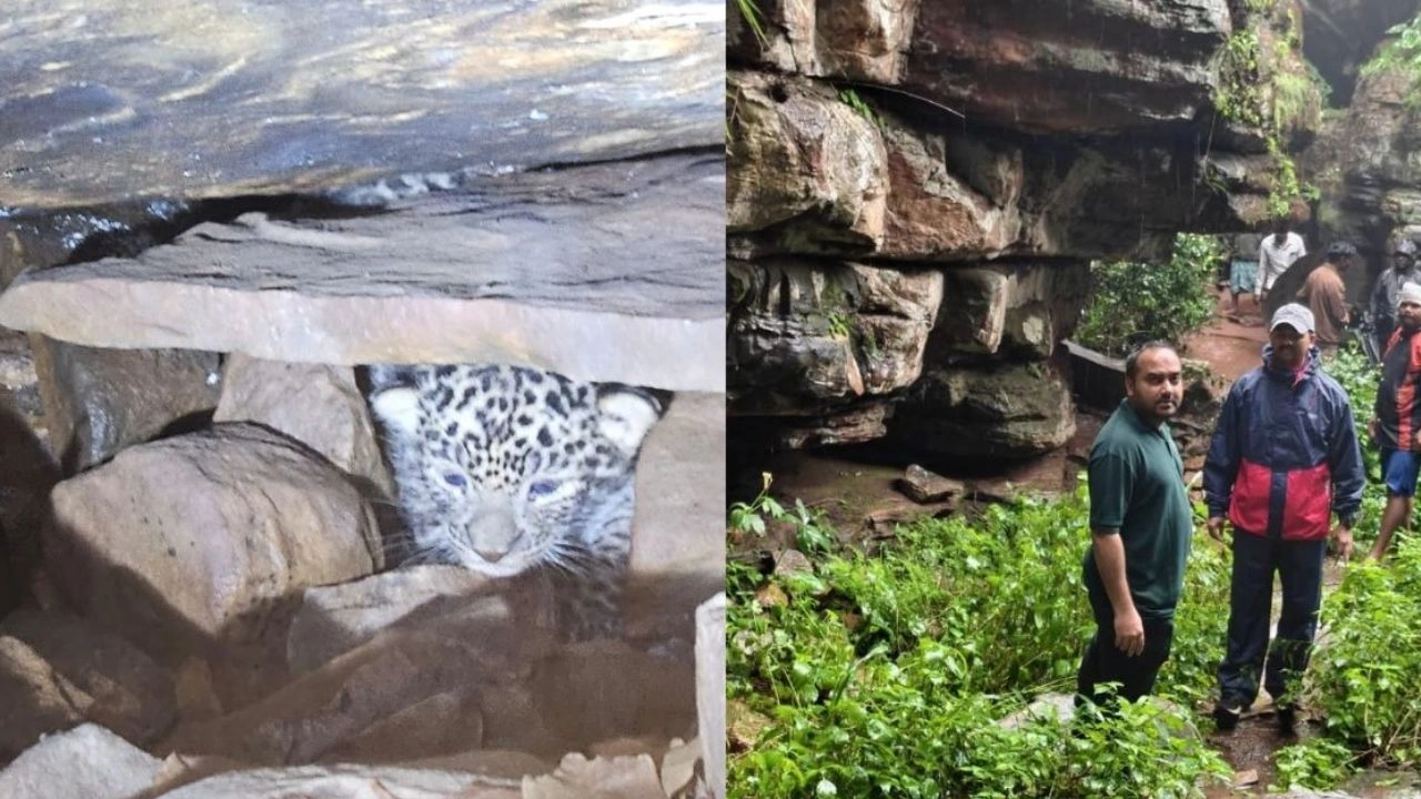 Chhattisgarh Leopard Rescue