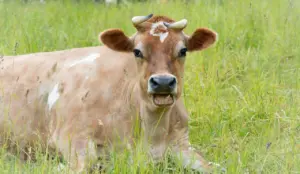 Cow