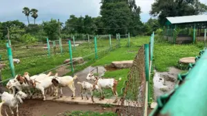 Goat Theft Case
