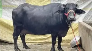 Murrah buffalo