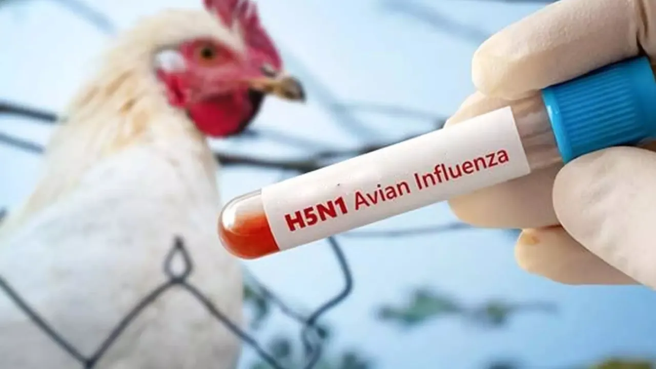 Madhya Pradesh Swine Flu Cases