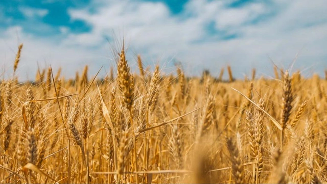 Wheat