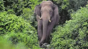 Wild Elephant