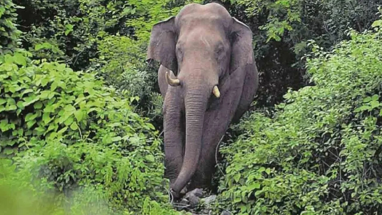 Wild Elephant