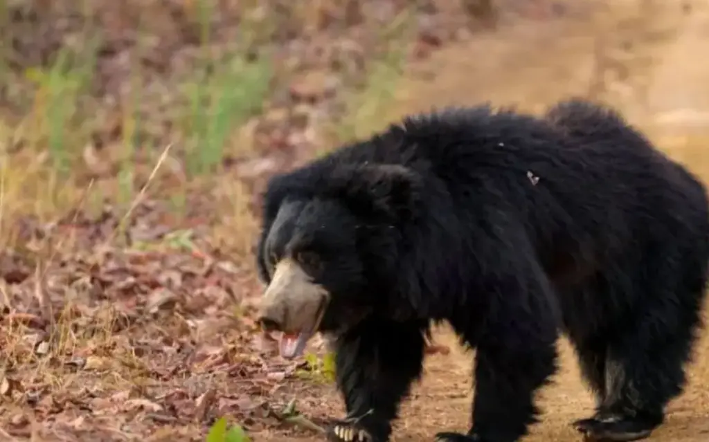 bear attack