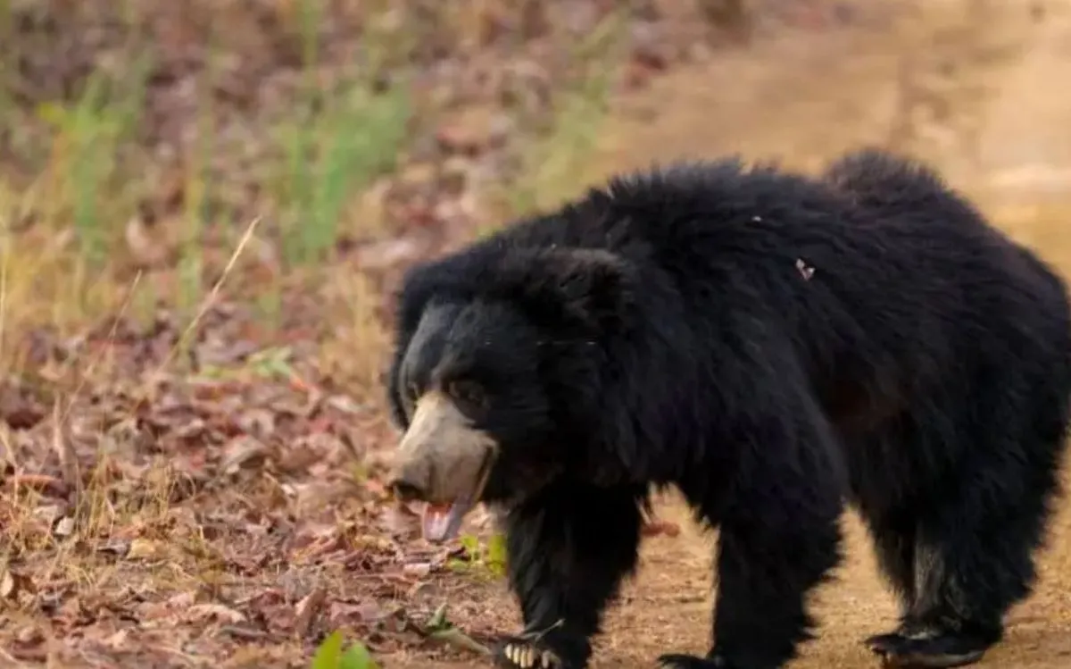 bear attack