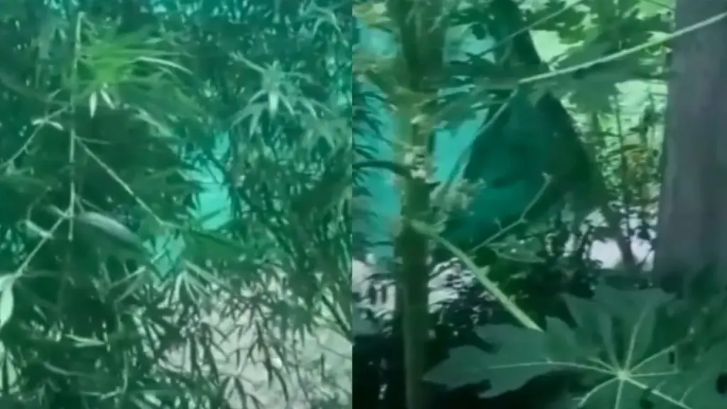 Bhopal Laborer Grows Ganja Plants